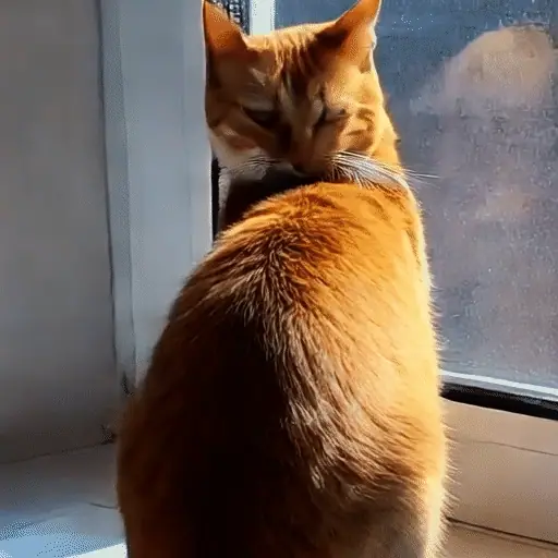 a ginger cat sitting on a sunny windowsill slowly swishing its tail, dust floating in the light